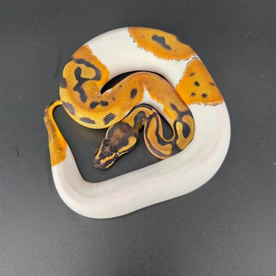 Leopard Orange Dream Yellow Belly Or Asphalt Pied