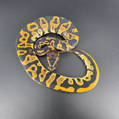 Ghi Leopard Het Pied 66% Het Albino