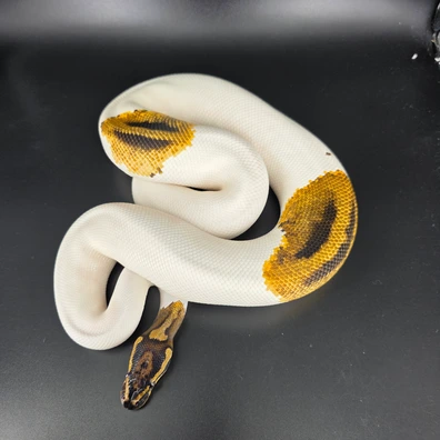 Leopard Orange Dream Yellow Belly Pied