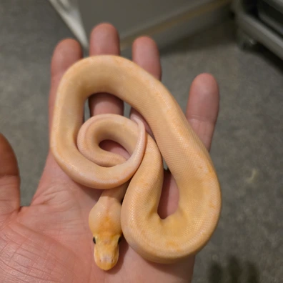 Banana Champagne Ball Python - male for sale from Cabellamackballpythons