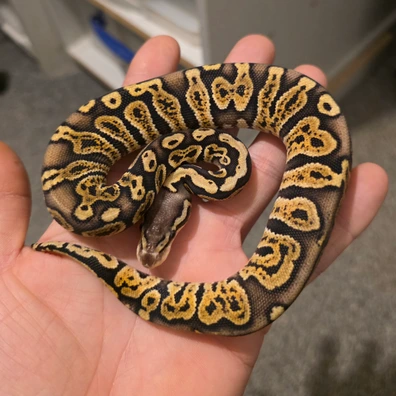 Ghi Pastel Ball Python - female for sale from Cabellamackballpythons