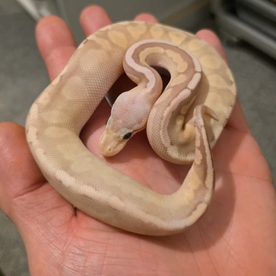 Banana Pastel Ghi Cinnamon Ball Python - female for sale from Cabellamackballpythons