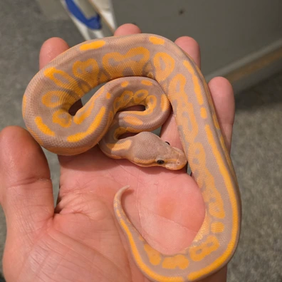 Banana Cinnamon Ball Python - male for sale from Cabellamackballpythons
