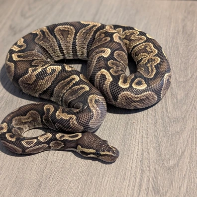 Ghi Ball Python - female for sale from Caesar's royals