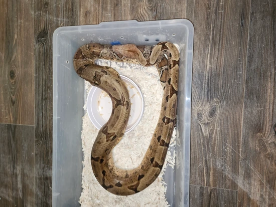 Super Hypo Ero Line Boa Constrictor by Calami Constrictors