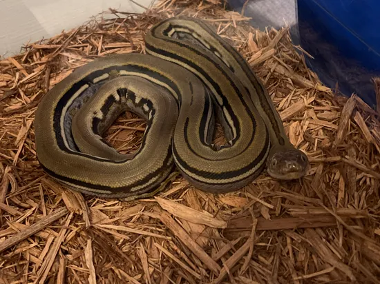 Dwarf Reticulated Python by Cal’s Exotic Acquisitions