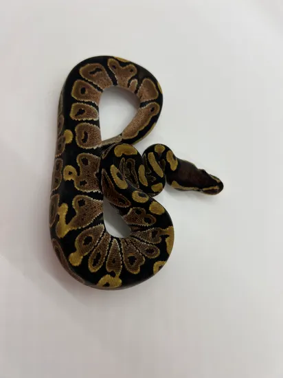 Normal Ball Python by Black Tie Exotics