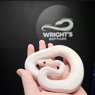 CB25 Ivory Pied 100% Het Lavender Albino Poss OD Poss Super OD Poss GeneX Ball Python - female for sale from Wright’s Reptiles