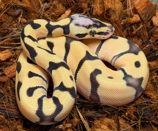 NoCO Super Orange Dream Pastel Enchi Het Clown Ball Python by Jordan ...