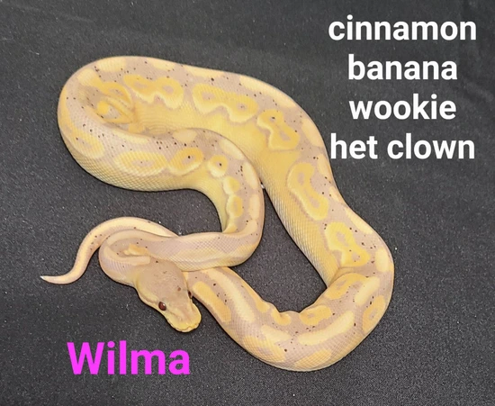 Wilma Python 61. Wilma Ball Python by Hutches Clutches