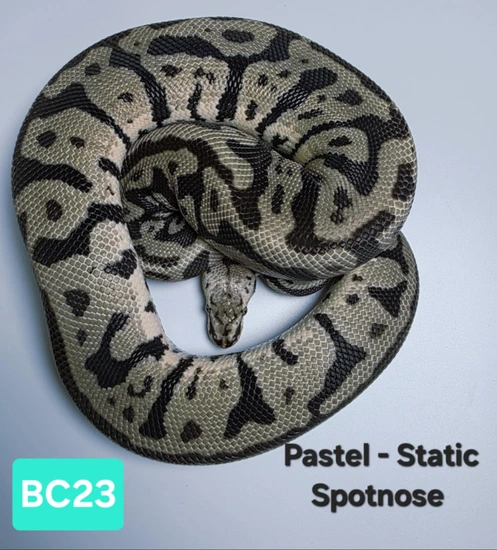 Pastel - Static - Spotnose Ball Python by Hutches Clutches