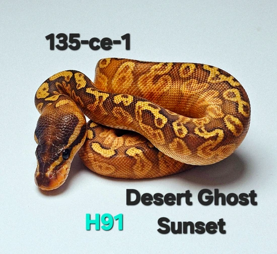 Sunset - Desert Ghost Ball Python by Hutches Clutches