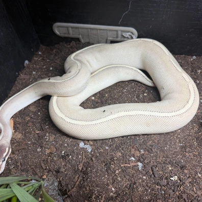 Blackhead Purple Passion - Pos Het Gravel Firefly Ball Python Female Ball Python - female for sale from Cals Reptiles