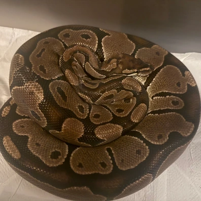 Het Sunset Ball Python - female for sale from Mick's Morphs