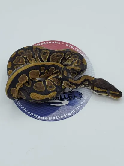 Normal Het Pied Ball Python by American Made Balls