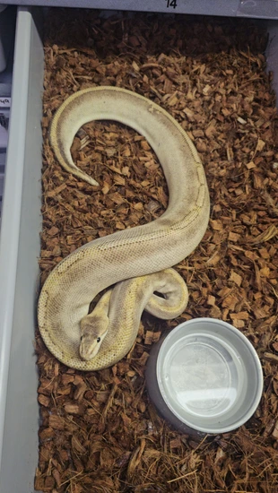 Champagne Ball Python by Canadian Reptile Adventures