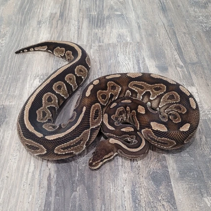 Canadian Regius - MorphMarket