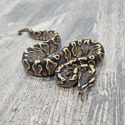 洋書　PYTHON REGIUS 洋書 PYTHON REGIUS Amazon.co.jp: Python regius: Atlas of