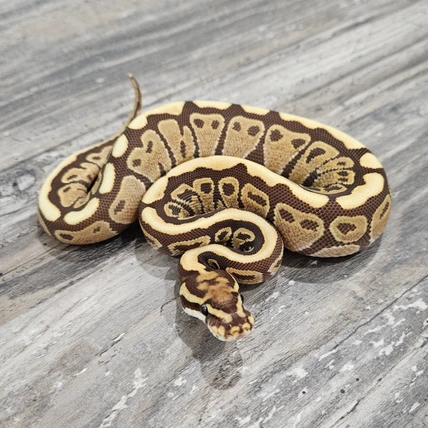 洋書　PYTHON REGIUS Amazon.co.jp: Python regius: Atlas of Colour Morphs, Keeping