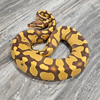 Canadian Regius - MorphMarket