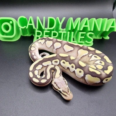 Harlequin Het G Stripe