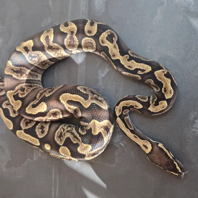 Super Ghi Hypo Project Ball Python - female for sale from Candymania Reptiles