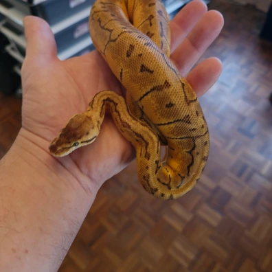 True Ghost Ball Python - female for sale from Candymania Reptiles
