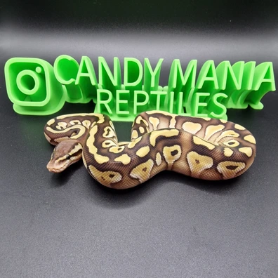 Harlequin Female Ball Python - female for sale from Candymania Reptiles