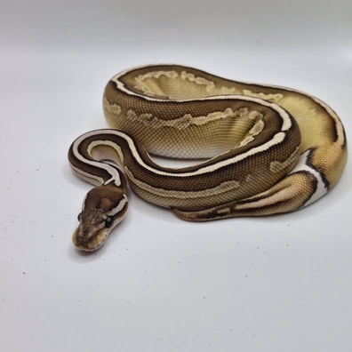 Hypo Panda Pied Project Ball Python - female for sale from Candymania Reptiles