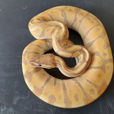 Super Redstripe Clown Project Ball Python - female for sale from Candymania Reptiles