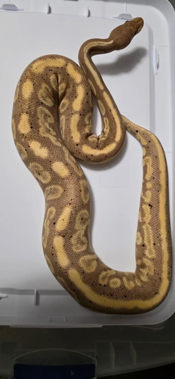 Banana Black Pastel Mystic Ball Python by Loose Cannon Reptiles