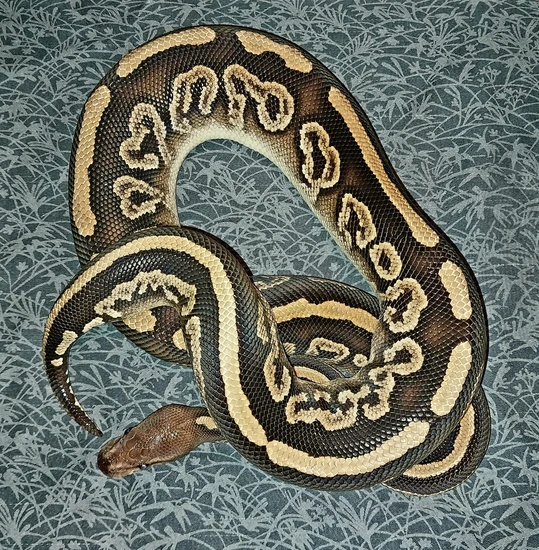 Huffen Ball Python Huffman Mahogany Phantom Ball Python by Canyon Country Reptiles