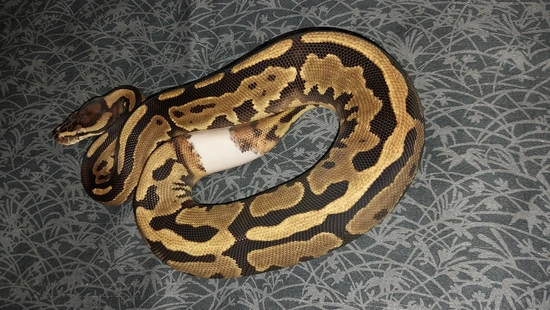 Leopard Super Disco Ball Python by Canyon Country Reptiles