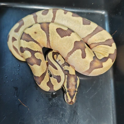 Enchi Fire Orange Dream Yellow Belly Het Pied Ball Python - male for sale from Cape Exotics