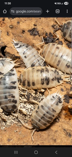 Cow Gecko Dairy Cows 100ct Isopod by KG Geckos