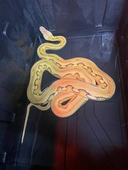 Platty Sun Tiger Reticulated Python by Carolina Exotic Reptiles