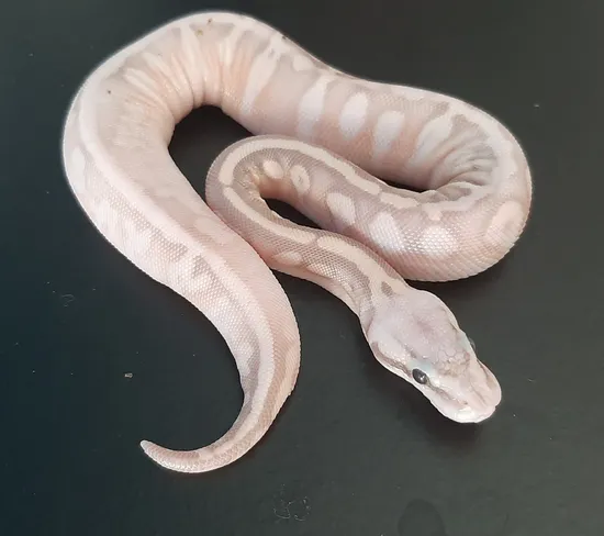 Calico CoralGlow Fire Super Pastel Ball Python by Pfinchen's Pythons