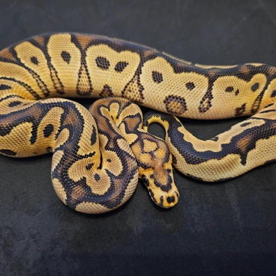 1.0 Gravel Or Yellowbelly Clown DNZ2025 "Only For Handover In Hamm On March 2026" Ball Python - male for sale from Carphooker