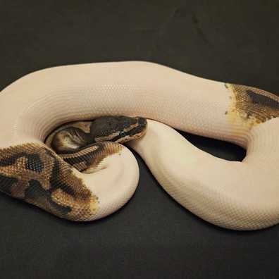 1.0 Axanthik TSK Piebald DNZ25 "Only For Handover In Hamm At 14.03.26" Ball Python - male for sale from Carphooker