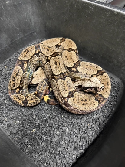 Bolivian Short-Tailed Boa Constrictor by Carpy's Boas and Corns Snakes