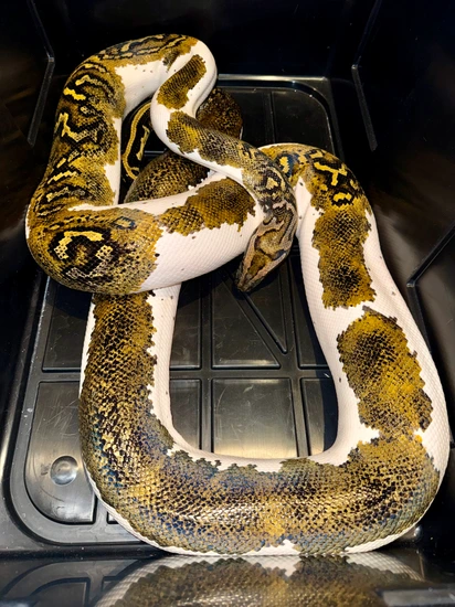 Proven Breeder- Pied, 100% Het Granite Burmese Python by Brooknorth Exotics