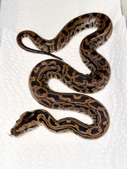 Labyrinth, 100% Het Albino Burmese Python by Brooknorth Exotics