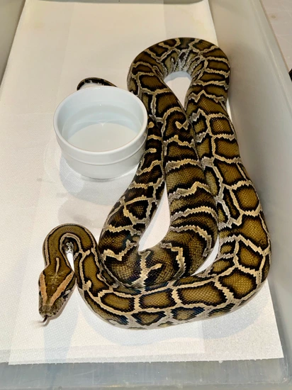 💎 No Reserve 💎 100% Het Wei Caramel Pied Burmese Python by Brooknorth ...