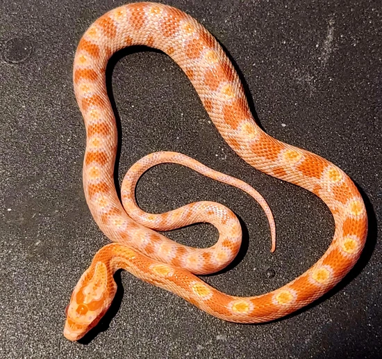 Beautiful Reverse Okeetee Corn Snake by Casa Grande Reptiles