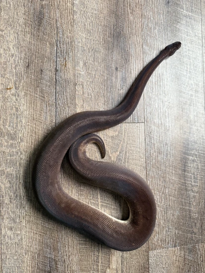 8 Ball Ball Python by OgPythonsGang