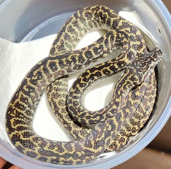 Midnight Line Zebra Other Carpet Python by Cannon Fire Reptiles