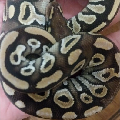 Ball Python Ball Python - unknown for sale from Chn_pets_ball python