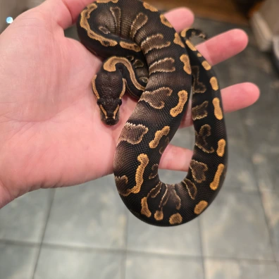 Chocolate Ghi Od 66% Het Clown