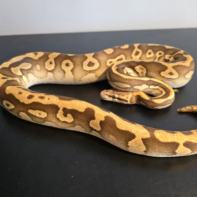 Pastel Lesser Confusion 100% Het Clown Ball Python - male for sale from CM MORPHS