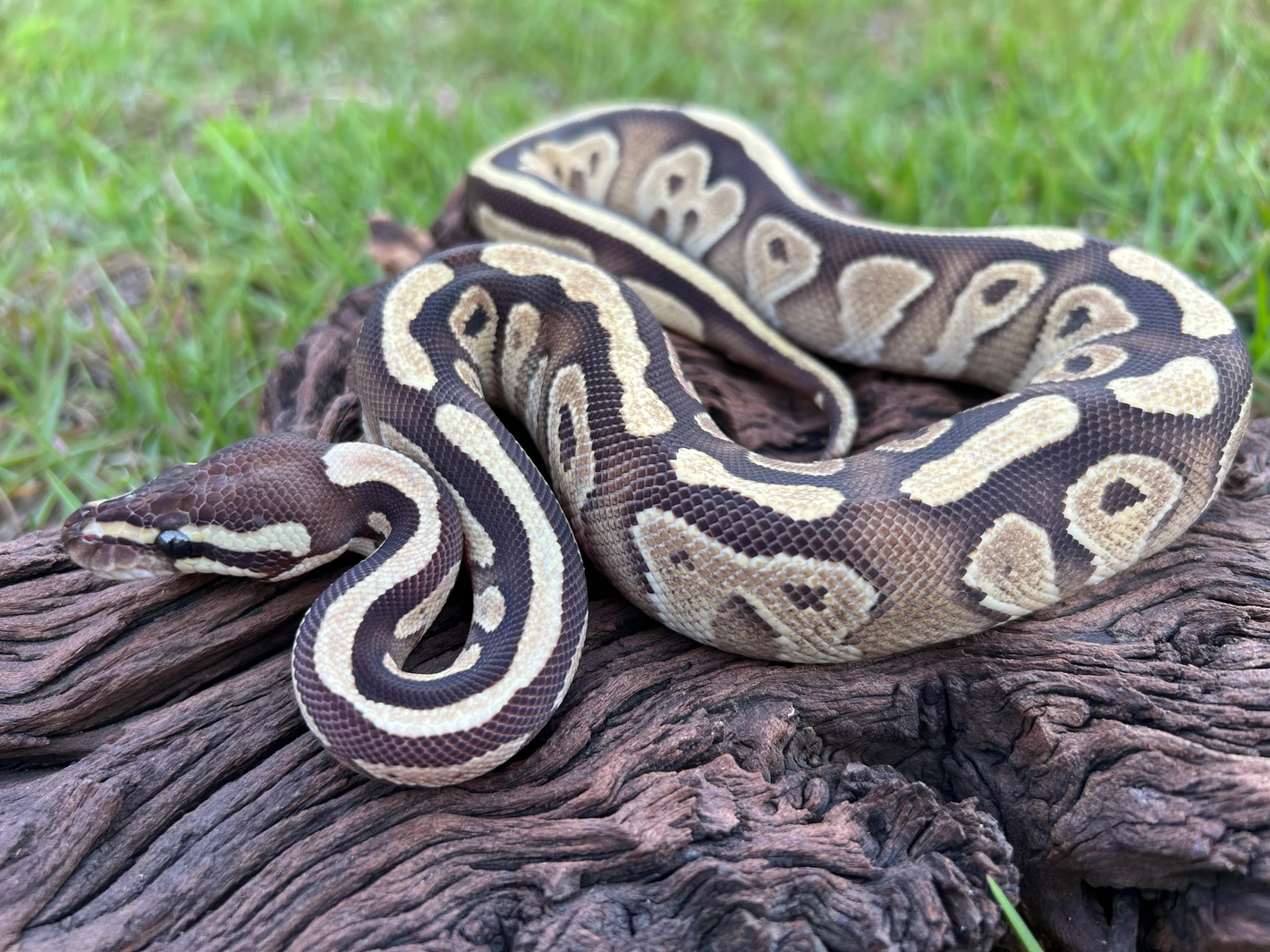 Moab Ball Python Mojave Arroyo Ball Python by Cypress Grove Reptiles